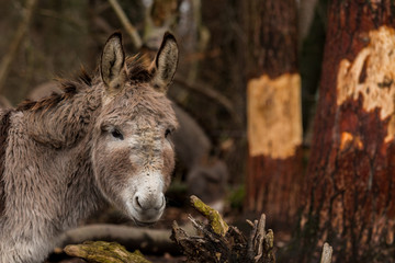 Esel in der Wahner Heide