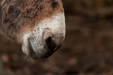 Das Maul eines Esels