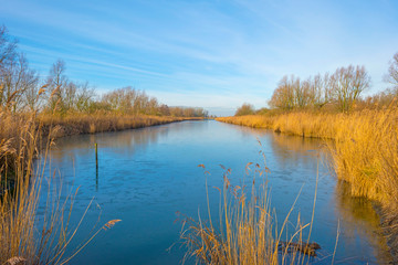 Reed along the shore of a pond in a natural park in sunlight in winter