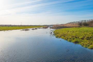 Reed along the shore of a pond in a natural park in sunlight in winter