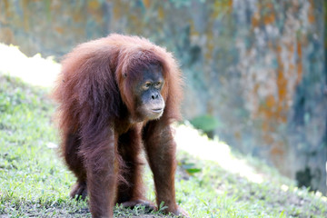 Orangutan playing at the zoo
