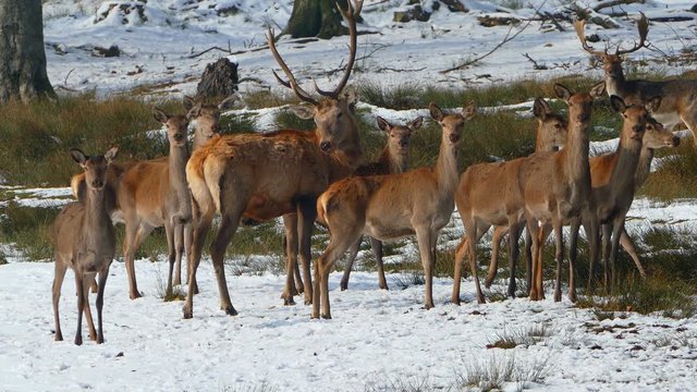 Harts in winter forest, Weiskirchen, Hunsrueck, Rhineland-Palatinate, Germany, Europe