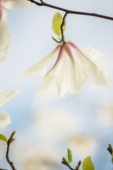 Fine delicate flowers of  magnolia. Artistic photo, light exposure and soft selective focus.
