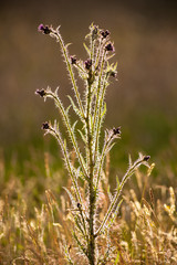Wild marsh thistle plant flowering, backlit by the evening sun in a summer meadow