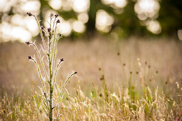Wild marsh thistle plant flowering, backlit by the evening sun in a summer meadow