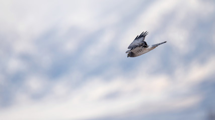 Northern Harrier flying against snowy mountain