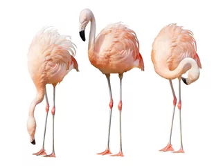 Foto op Plexiglas anti-reflex geïsoleerd op wit drie flamingo © Alexander Potapov