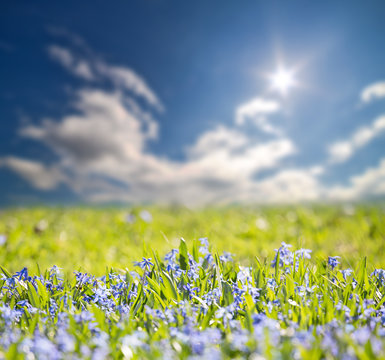 Small Blue Flowers Field Under Bright Sun
