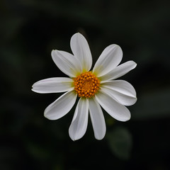Fototapeta premium dahlia on dark backround