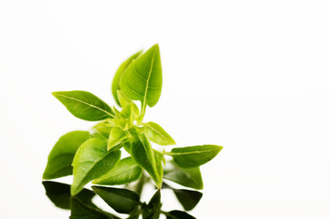 Obraz premium Close up studio shot of fresh green basil herb leaves isolated on white background. Greek Basil.