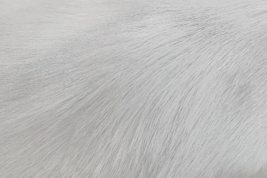 Fur Gray Or White Dog Texture Abstract For Background , Natural Animal Patterns Skin