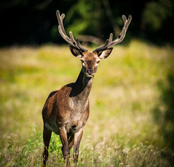 Young red stag deer walking through a summer grass  meadow