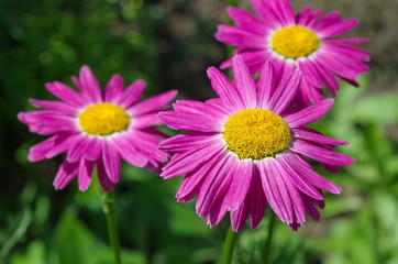 Obraz premium The pink Pyrethrum, or Persian Daisy (lat. Pyrethrum roseum) in the garden close-up