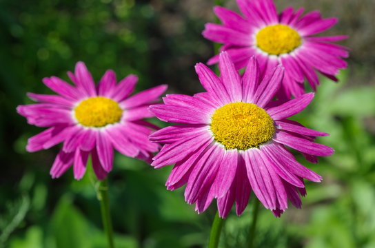 The pink Pyrethrum, or Persian Daisy (lat. Pyrethrum roseum) in the garden close-up