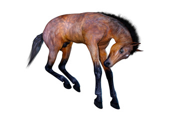 3D Rendering Horse Foal on White