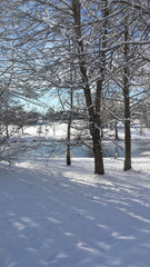 Bäume und See im Winter mit Schnee