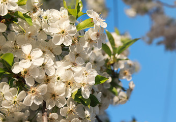 Obraz premium Spring background with white cherry blossom. Beautiful floral spring natural background. Branche of blossoming cherry tree close-up on blue sky background.