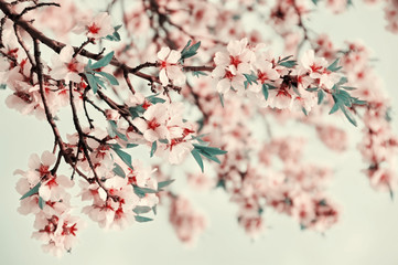 Beautiful tender flowers of almond tree in spring.
