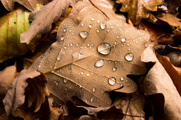 Eichen Laub mit Wasser Tropfen