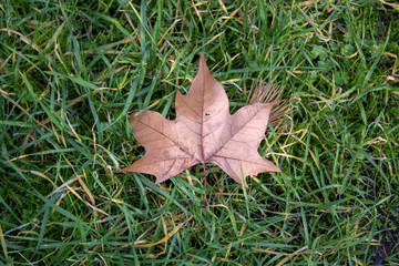 leaf on grass