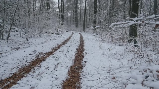Snow covered forest in winter, Serrig, Saar Valley, Rhineland-Palatinate, Germany, Europe