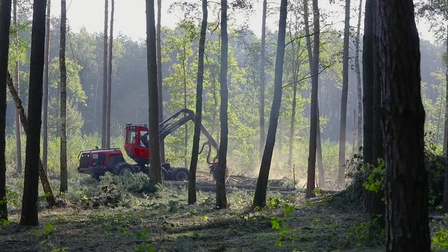Forest harvester in the dense forest, the work of the machine for logging. Forest Wheeled Harvester. Logging Equipment. The forestry industry. The harvester lumberjack working in a forest. 