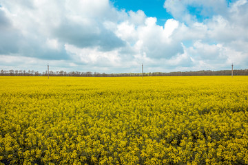 Obraz premium Yellow Canola Field. Landscape featuring a canola plants from a farmers field and blue sky.