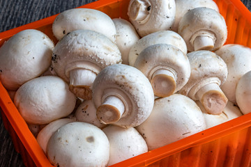 Gros champignons de Paris - Agaricus bisporus - dans leur conditionnement plastique	