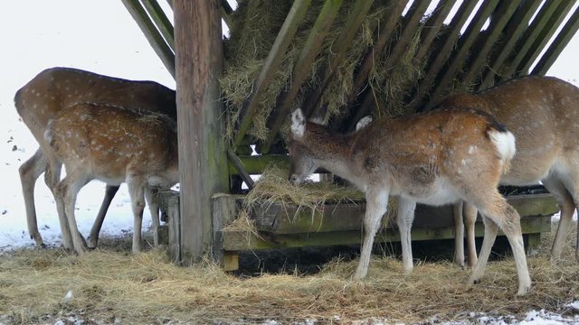Fallow deer at deeryard in winter, Weiskirchen, Hunsrueck, Rhineland-Palatinate, Germany, Europe