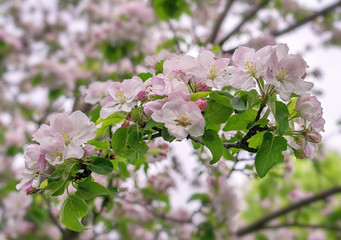 Flowering branch of apple against the background of the apple orchard. Close-up.