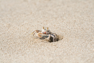 Sand crab