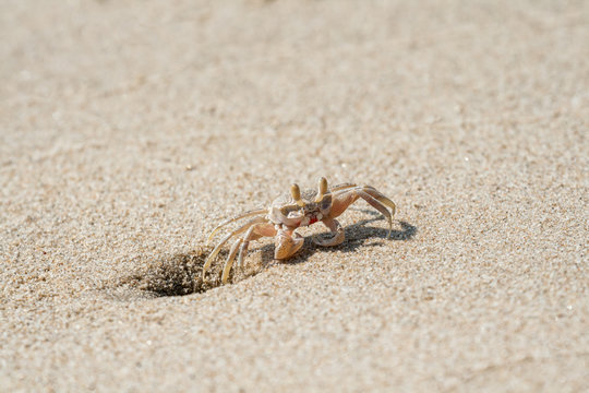 Small sandy ghost crab