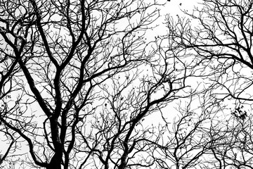 Silhouette of tree branches in winter in black and white. Tree silhouette. Tree branches.