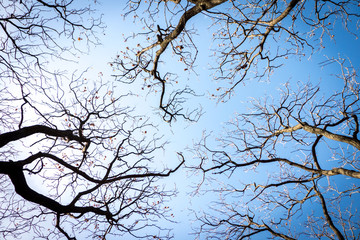 Tree branches' silhouettes and the blue sky. Tree silhouettes in winter.