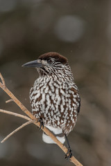 Spotted Nutcracker (Nucifraga caryocatactes) sitting on the perch
