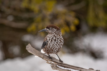 Spotted Nutcracker (Nucifraga caryocatactes) sitting on the perch