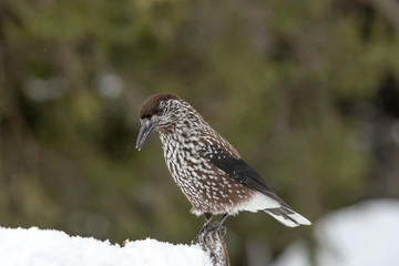 Spotted Nutcracker (Nucifraga caryocatactes) sitting on the perch
