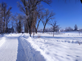 Park in winter, white sunny day and a lot of snow