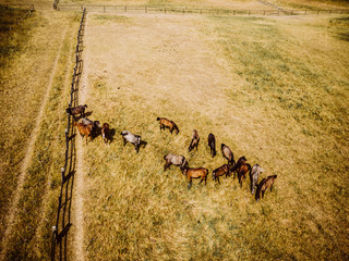 Konie na pastwisku © Sławek Rakowski