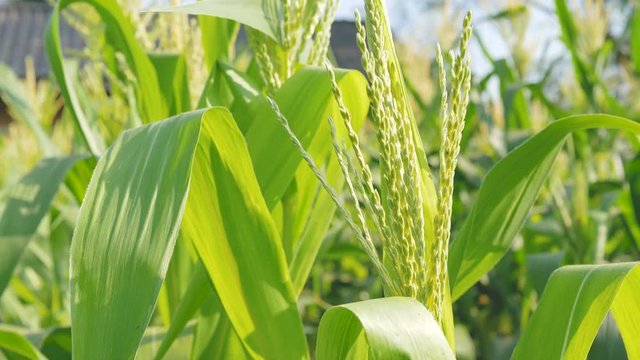 Close up corn flowers and sunlight with the wind in farm