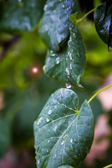 Ramo de hojas mojadas en el árbol 