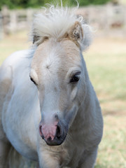 Shetland Pony Foal