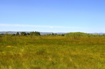 Green meadow behind the outskirts on a summer day
