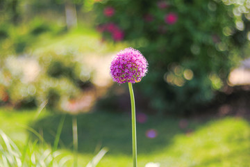 Beautiful   flowers blooming  in the summer or spring day with copy space .