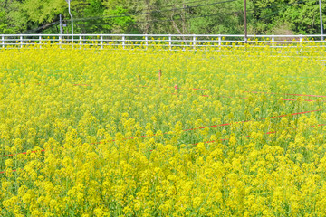 Beautiful Yellow flowers blossoming in  spring day,Nanohana flowers in Japan.