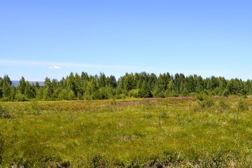 Obraz premium Green meadow behind the outskirts on a summer day