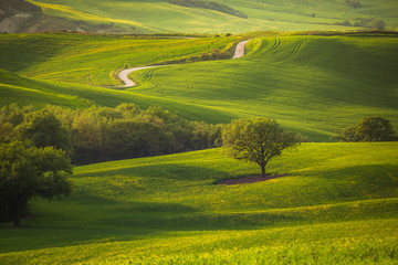 Tuscany spring landscape italian green fields