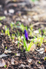 Purple crocuse close-up. First spring flower is growing in wildlife.