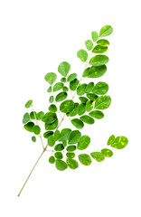 Leaf Moringa Close up