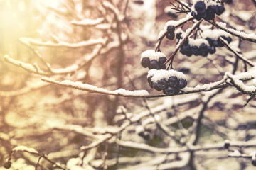 black berries covered with snow on bush branches